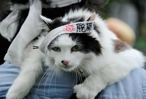 Японские коты (45 фото) .