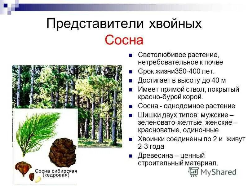 Признаки класса хвойные. Общая характеристика хвойных. Класс хвойные представители. Характеристика хвойных растений. Представители голосеменных растений.