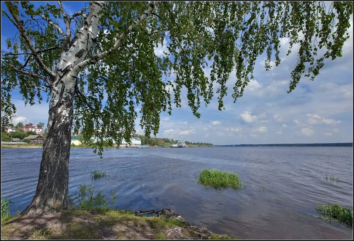 Волга река Березка. "Лето на Волге" Ярославская область. Река Волга Кстово. Река Волга березы. Березка нижегородская область