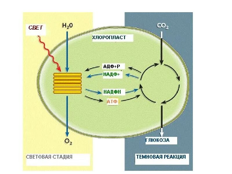 Темновые реакции. Хлоропласт темновая фаза. Мембрана тилакоида процессы фотосинтеза. Процесс фотосинтеза в хлоропластах. Световая фаза фотосинтеза схема.