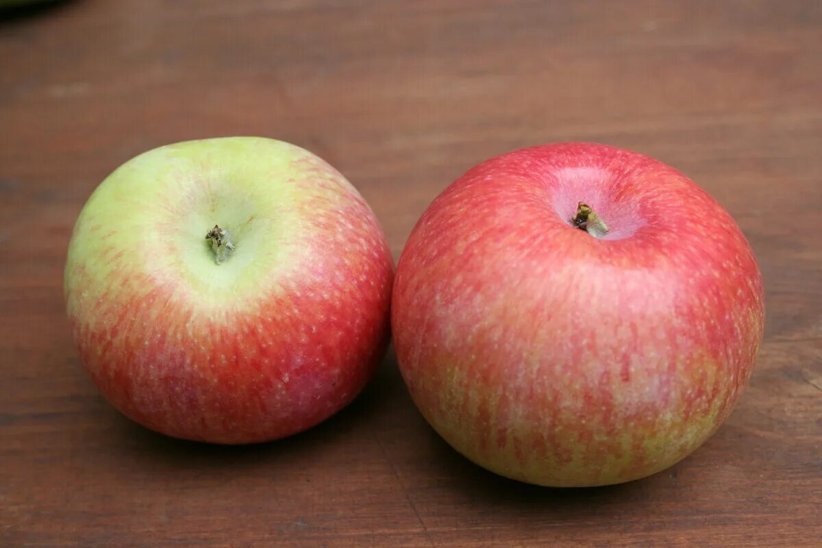 Какие сорта яблок лучше. Яблоня сорт конфетное. Яблоня конфетное-2. Сорт яблок конфетное. Яблоня конфетное (раннелетний сорт).