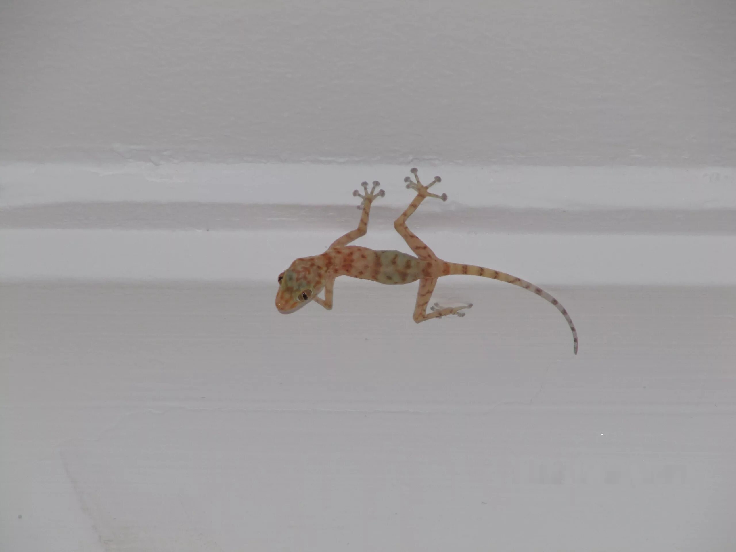 Маленькая ящерица бегающая по стенам. Египетский голопалый геккон. Геккон ящерица Египетская. Геккон Египет Шарм-Эль-Шейх. Ящерицы в Шарм Эль Шейхе.