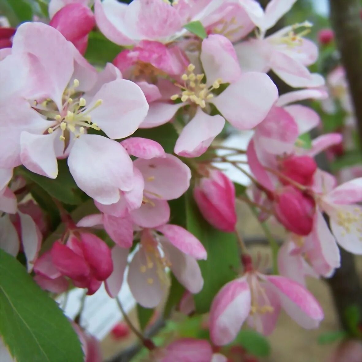 Malus floribunda. Яблоня декоративная флорибунда. Яблоня обильноцветущая Malus floribunda. Яблоня флорибунда