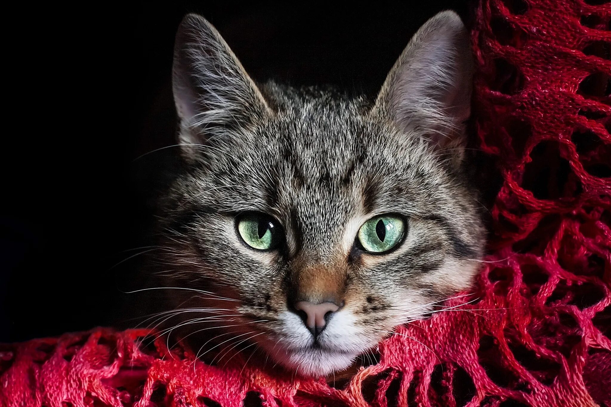 Cats me red. Красивые кошки. Красивая морда кошки. Кошка с зелеными глазами. Кошачья мордочка.