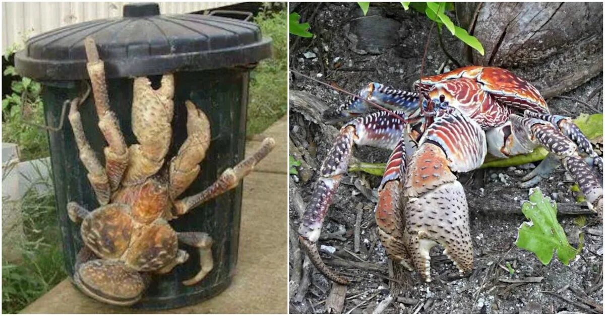 американский членистоногих. челистоногий когтеступ. американский членистоногих. Pambdelurion whittingtoni. американский плоскоухий членистоногий.