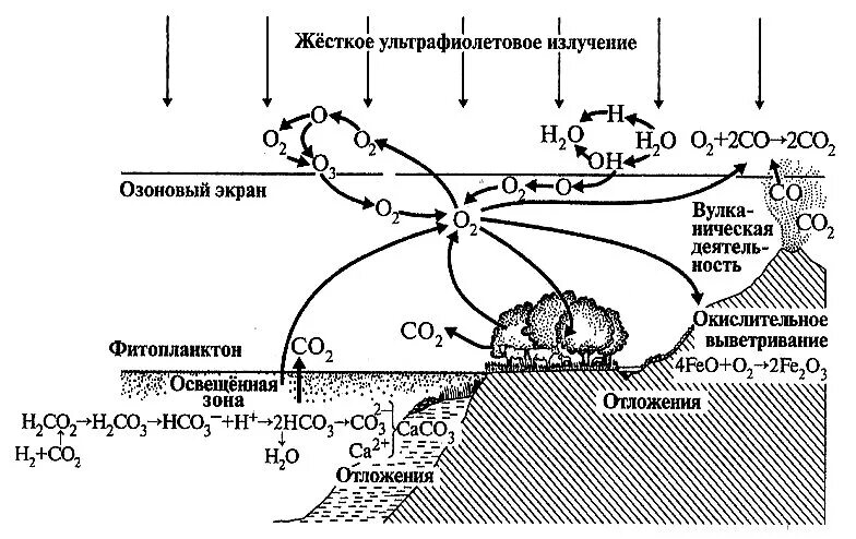 Захват кислорода. Круговорот кислорода в биосфере схема. Схема круговорота кислорода в биосфере схема. Круговорот пкислородав биосфере. Биогеохимический круговорот кислорода.