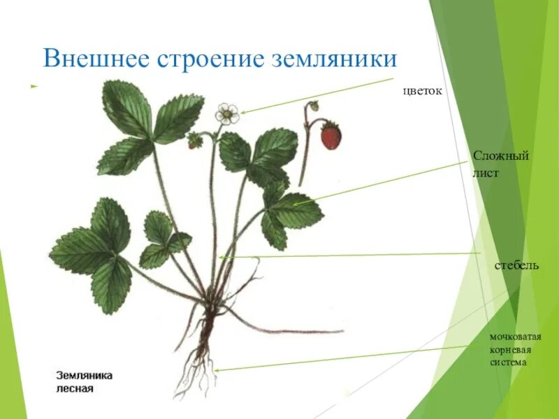 Какие листья растения у земляники. Стебель земляники садовой. Розоцветные земляника Лесная. Землянка Лесная строение. Земляника Лесная стебель.