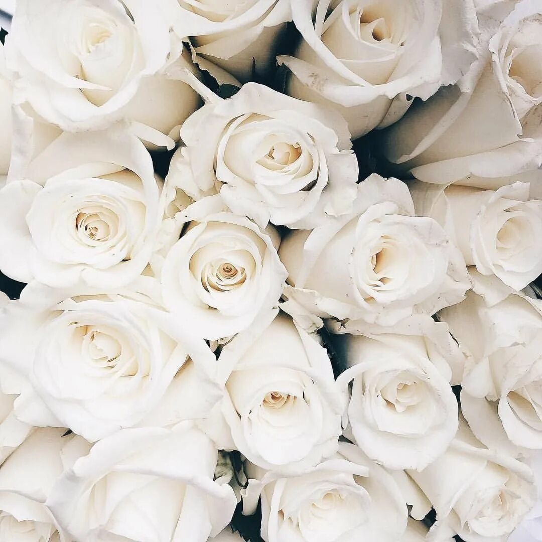 Приятный белый цвет. Красивые белые розы. Белоснежные розы.