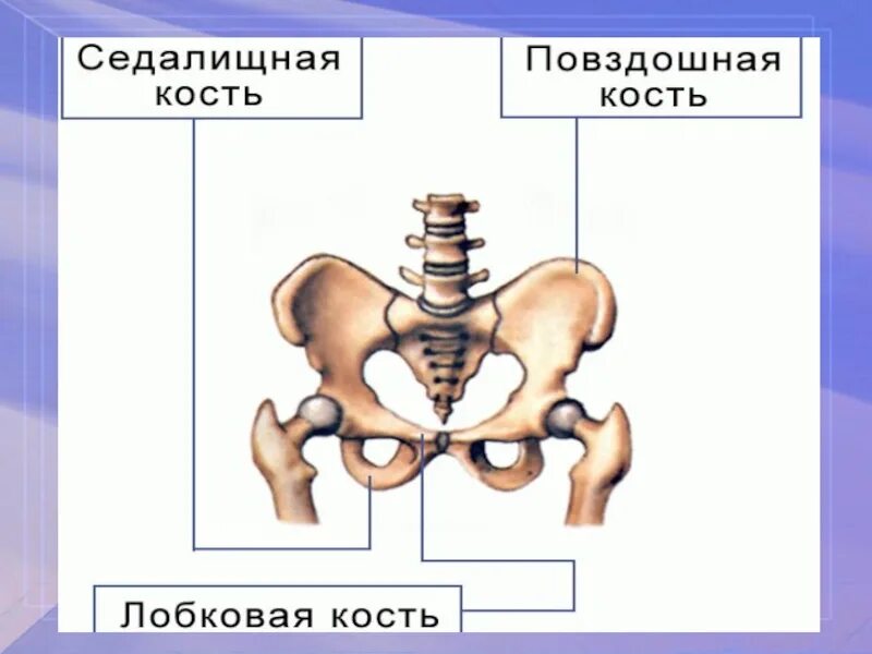 Седалищные кости таза. Лобковая кость и седалищная кости. Лобковая кость седалищная кость анатомия. Подвздошная кость седалищная и лобковая.