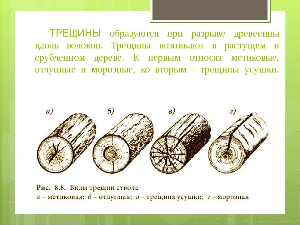 Трещины усушки древесины. Отлупные трещины древесины. Отлупные метиковые морозные трещины усушки. Метиковые трещины.