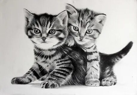 Фотографии нарисованного котенка