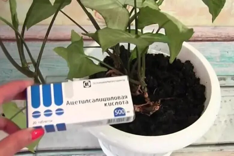 Подкормка для комнатных цветов аспирином. Аспирин для комнатных растений. Аспирин для комнатных растений. Подкормка цветов аспирином. Комнатные цветы и аспирин.