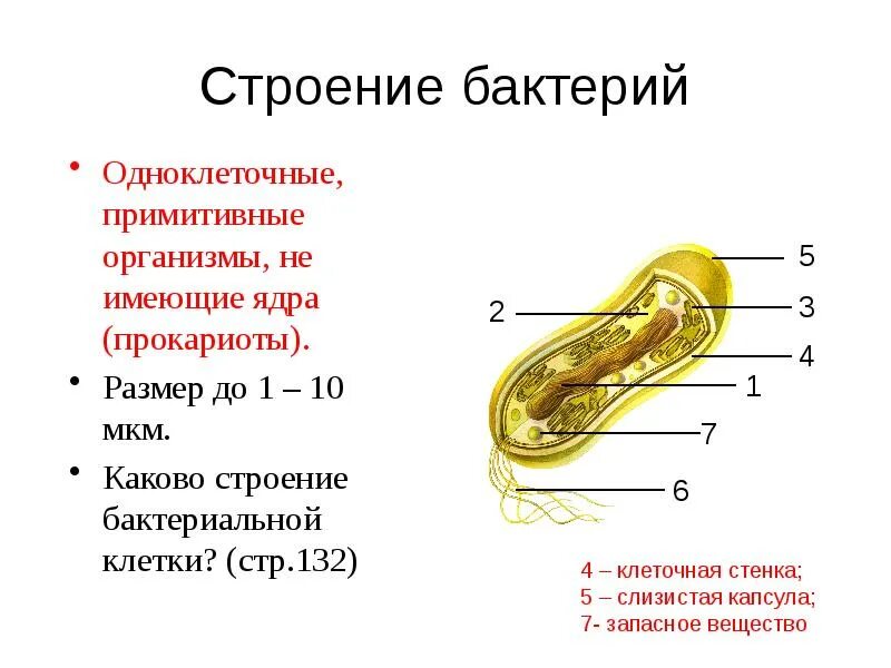 Каковы особенности строения бактерии. Царство бактерии строение. примитивные организмы строение бактерий. каково строение бактериальной клетки. строение одноклеточных бактерий.