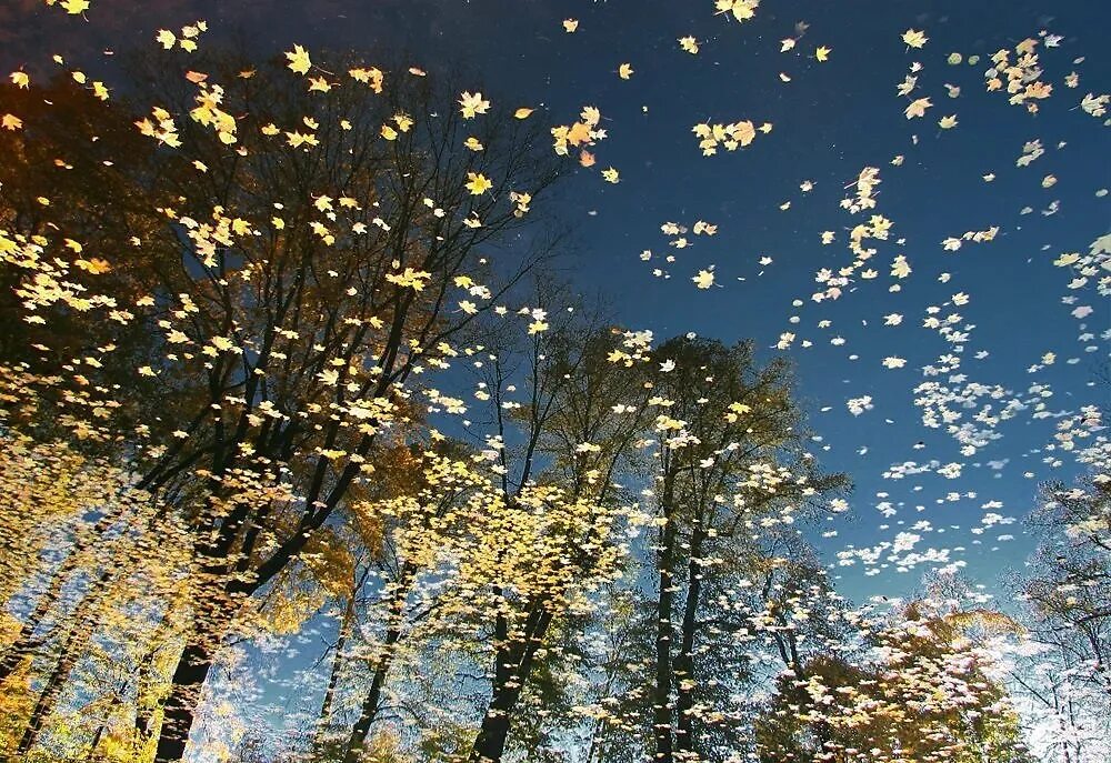 Звездное небо осенью. Листопад. Ночной листопад. Осеннее ночное небо. Падает снег и кружатся листья