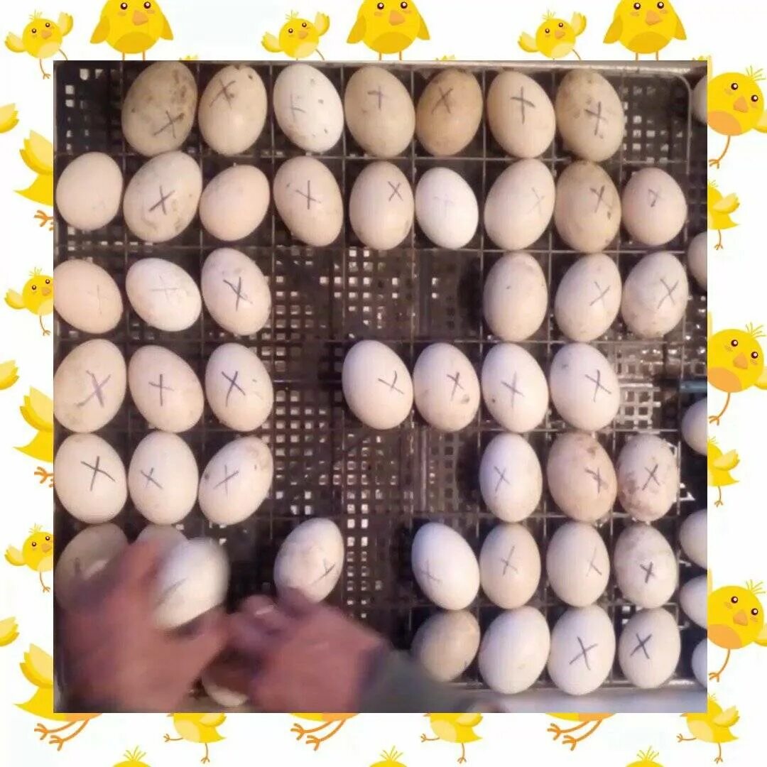 Каким концом закладывать яйца. Яйцо инкубации гс902. Инкубация яиц в инкубаторе. Tablica inkubatora гусиных яиц. Куриные яйца в инкубаторе.