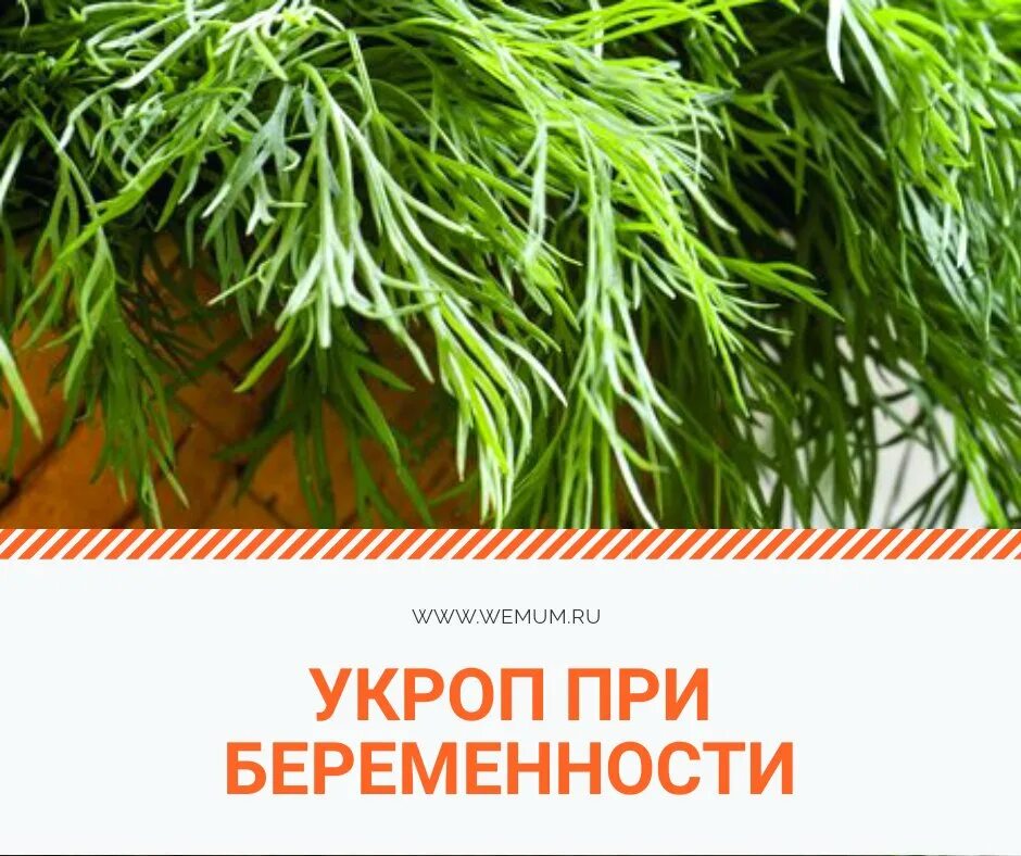 Можно пить укроп. Семена укропа для беременных. Семена укропа при беременности. Укроп медицинский. Полезные свойства укропа.