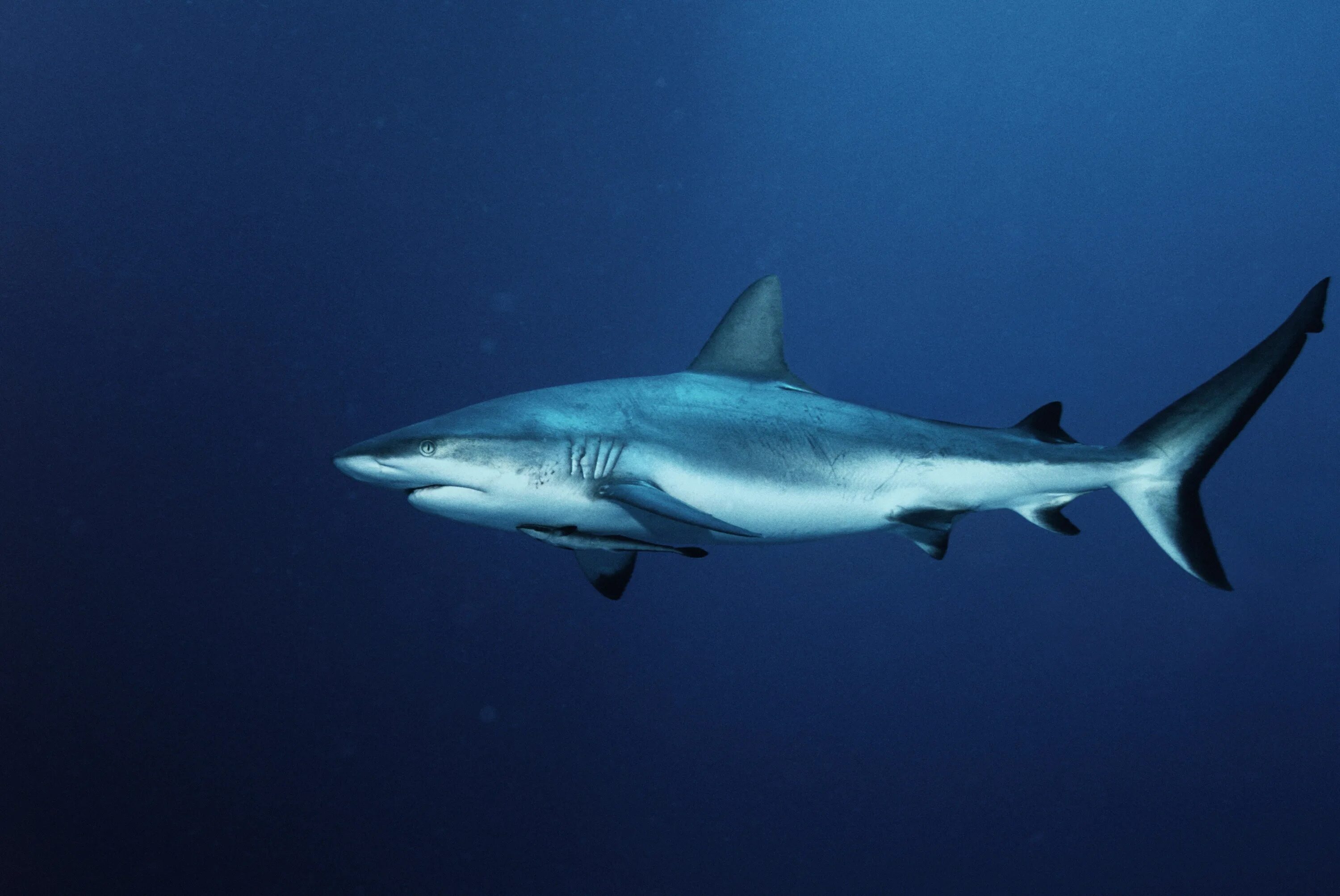 Топ акул. Акула сбоку. grey reef shark. акула вид сбоку. белая акула сбоку.