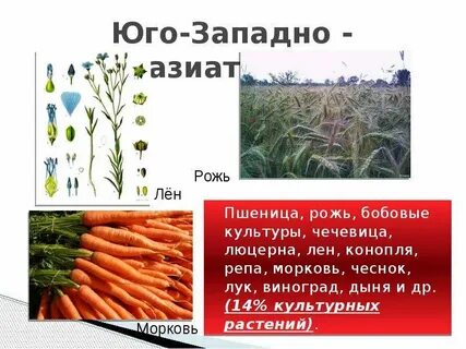 Пример культурного растения из дальних стран