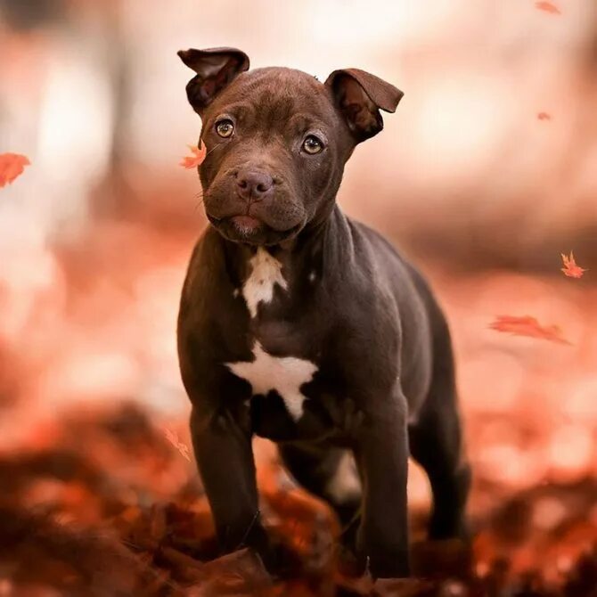 Питбуль в панаме. День питбуля. День питбуля. Американский питбультерьер халк. С днём рождения с петбклем.