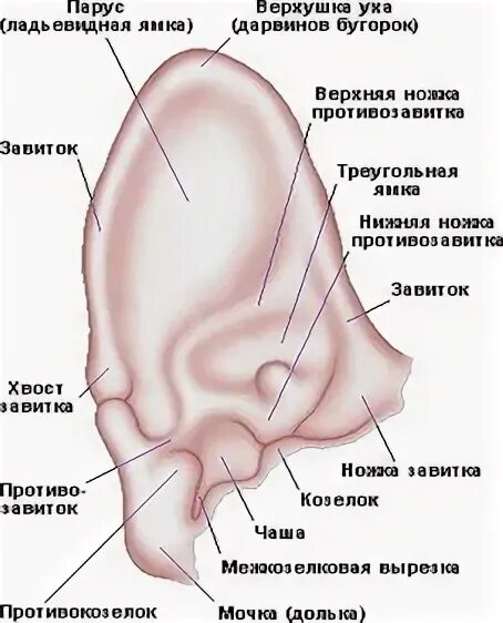 Как выглядят уши у кошки Ответы : У кошки после передержки у мамы моей ухо одно по краям облезло.