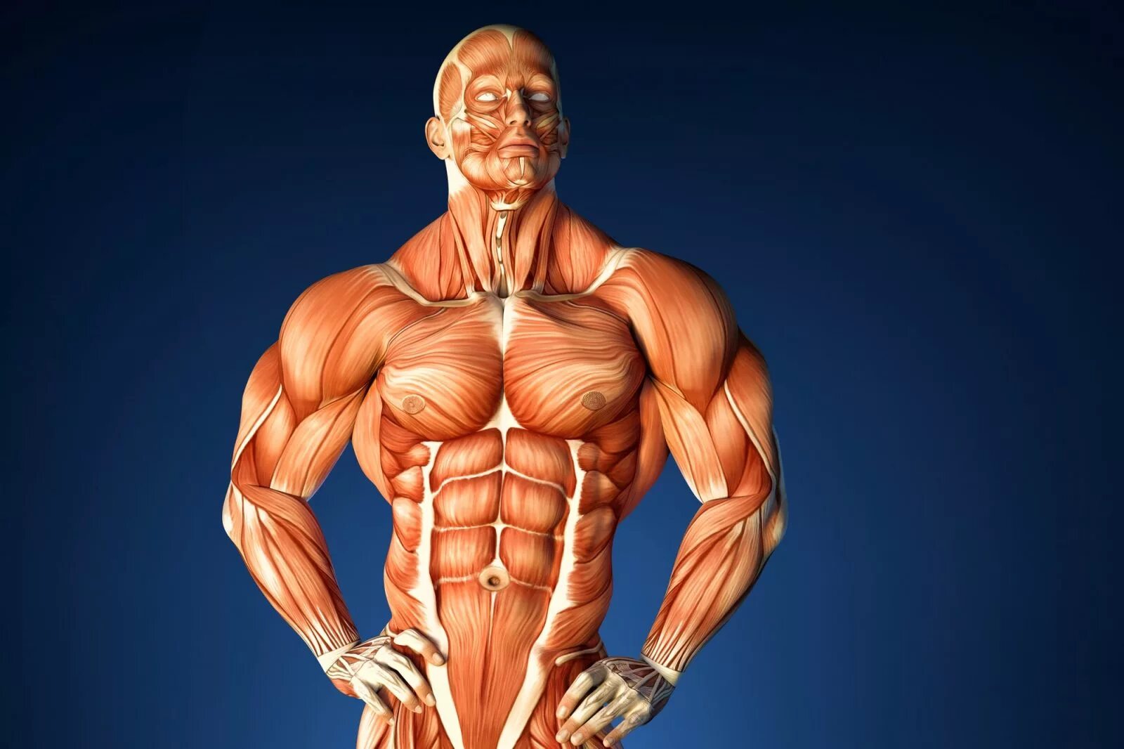 Мускул или мускулов. Мышцы человека. Анатомия мышц. Мышцы картинка. Мускулатура человека.