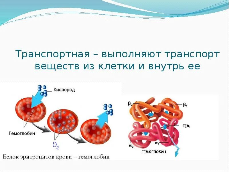 Транспортная функция белков в организме. Транспортная функция белка. Транспортные белки в организме. Транспортные белки функции. В состав входят транспортные белки