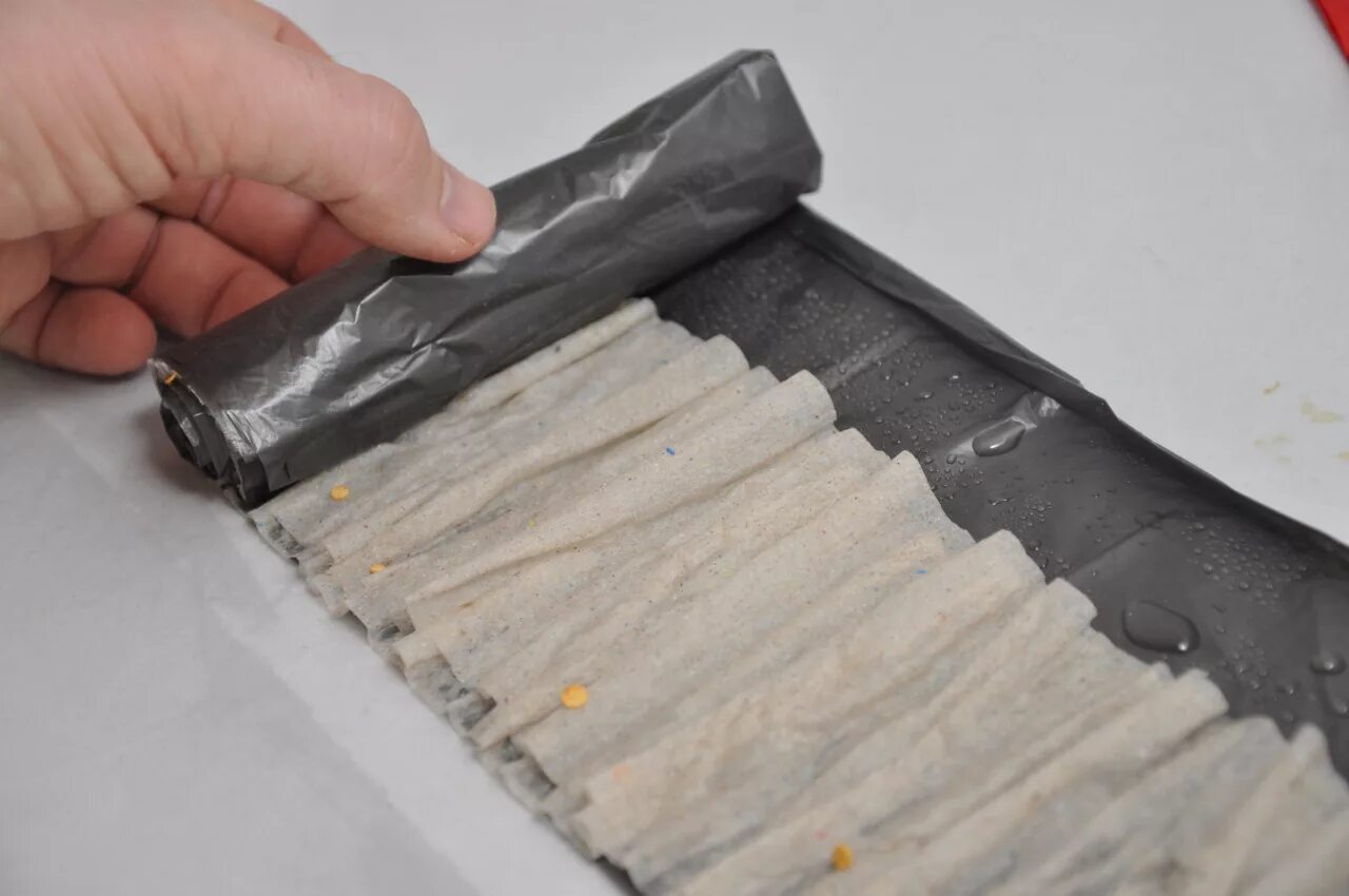 рассада на туалетной бумаге. рассада на туалетной бумаге. посадка семян в туалетную. семена на туалетной бумаге. прорастить семена в туалетной бумаге.