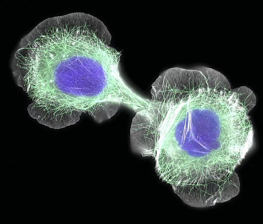 Соматические стволовые клетки. Гибридизация соматических клеток клеточная инженерия. Слияние клеток. Стволовая клетка. Реконструкция клеток методы