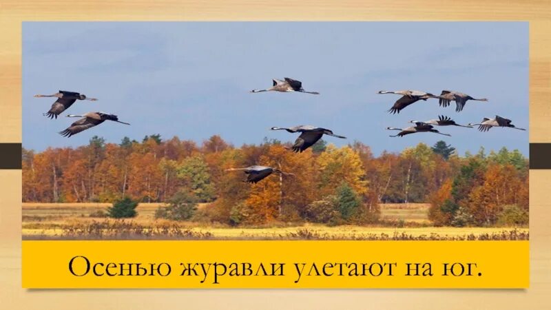 Осенний пейзаж с журавлями. Осень небо птицы. Птицы осенью. Осень журавлиный клин. Осенью осенью птицы улетели слушать.