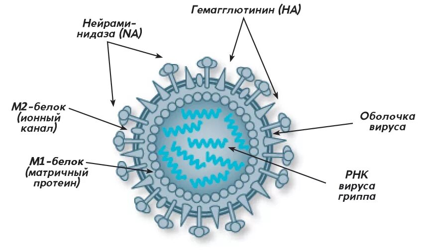 Вирус гриппа коронавирус. Коронавирус схема строения. Вирус гриппа h1n1 строение. Свиной грипп антигенная структура. Схема строения вируса гриппа.