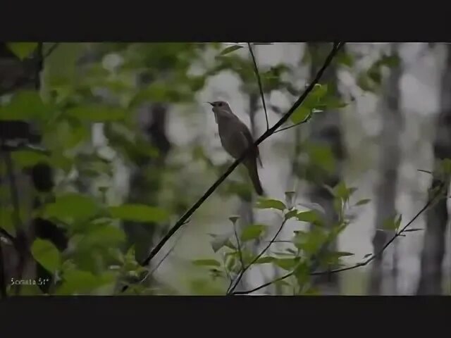 В тенистых кустах пели соловьи. Твой голос это пение соловья. Чумакова там где поют соловьи. Поставь пение соловьев