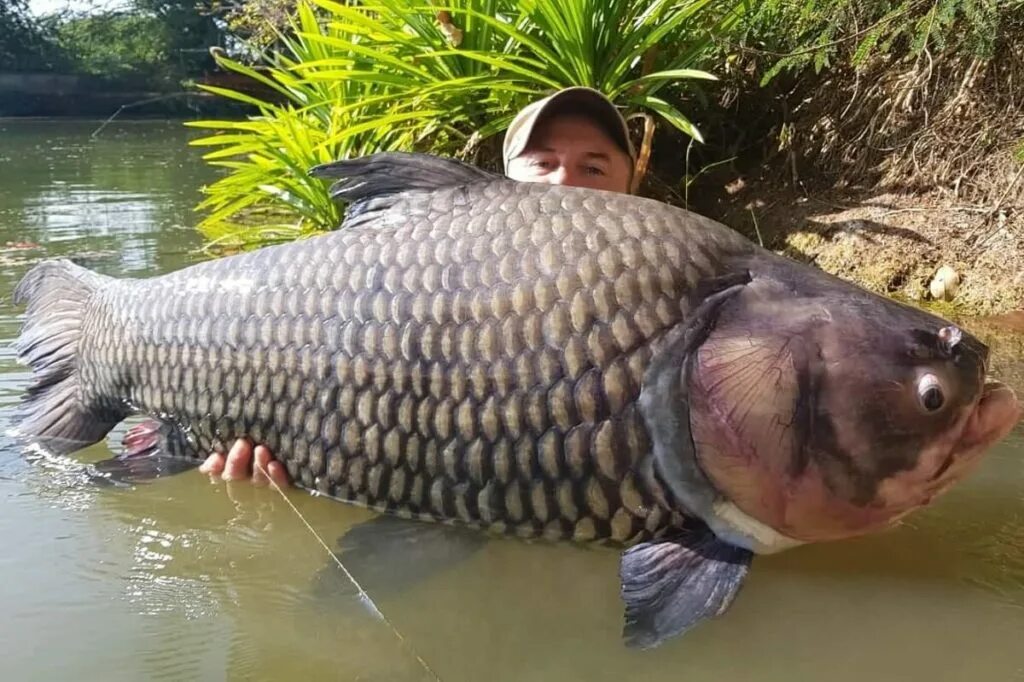 зеркальный карп в воде. карп чешуйчатый и зеркальный. карп виды фото. карп чешуйчатый. карп виды фото.