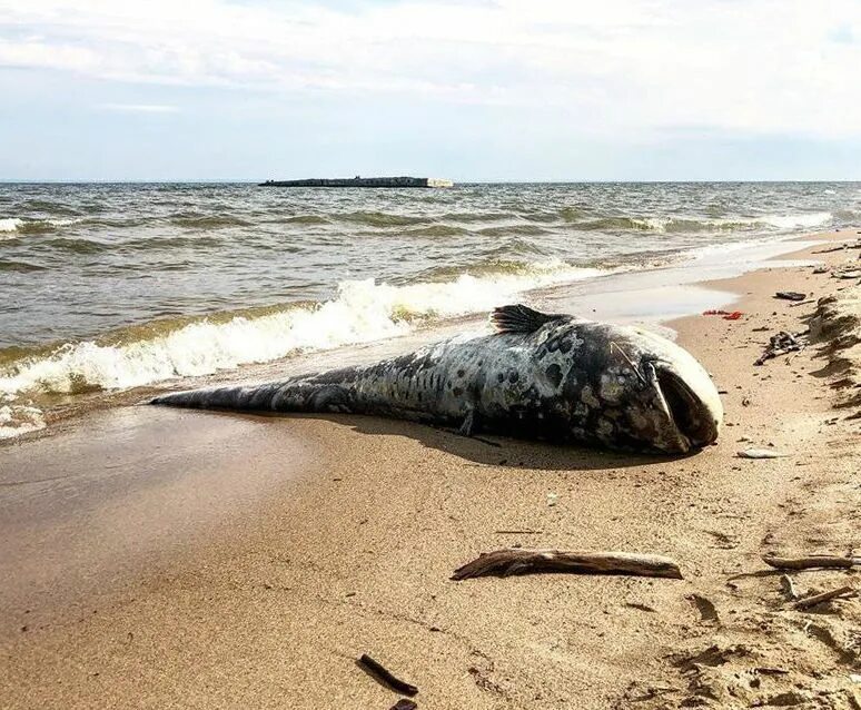 Рыбы в загрязненной воде. В море нашли рыбу. Антарктида рыба у берега. Морской черт в баренцевом море. В море нашли рыбу.