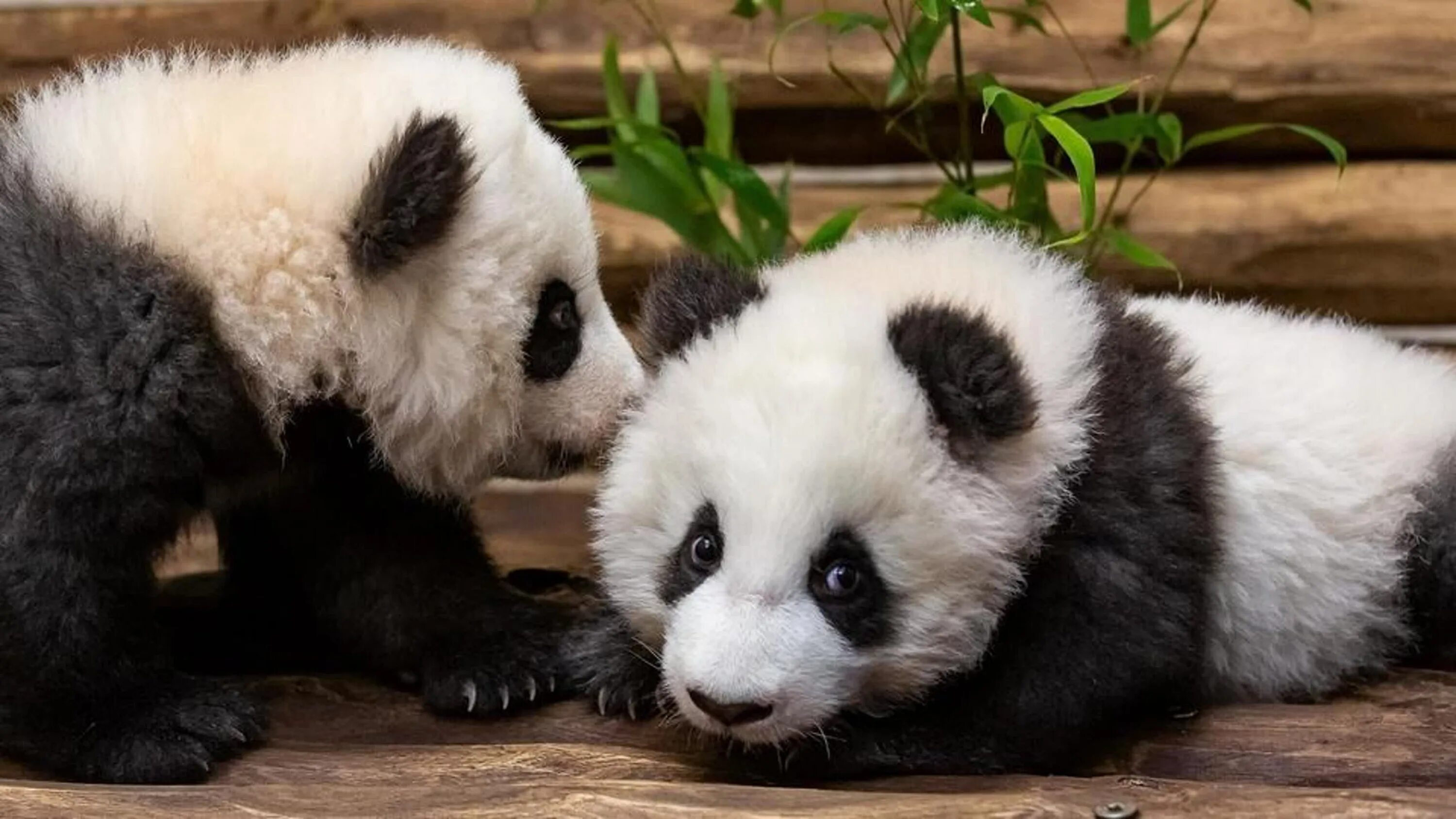Маленькая панда в зоопарке. Панда с детёнышем. панда в зоопарке. panda berlin. аватарки животные панда.