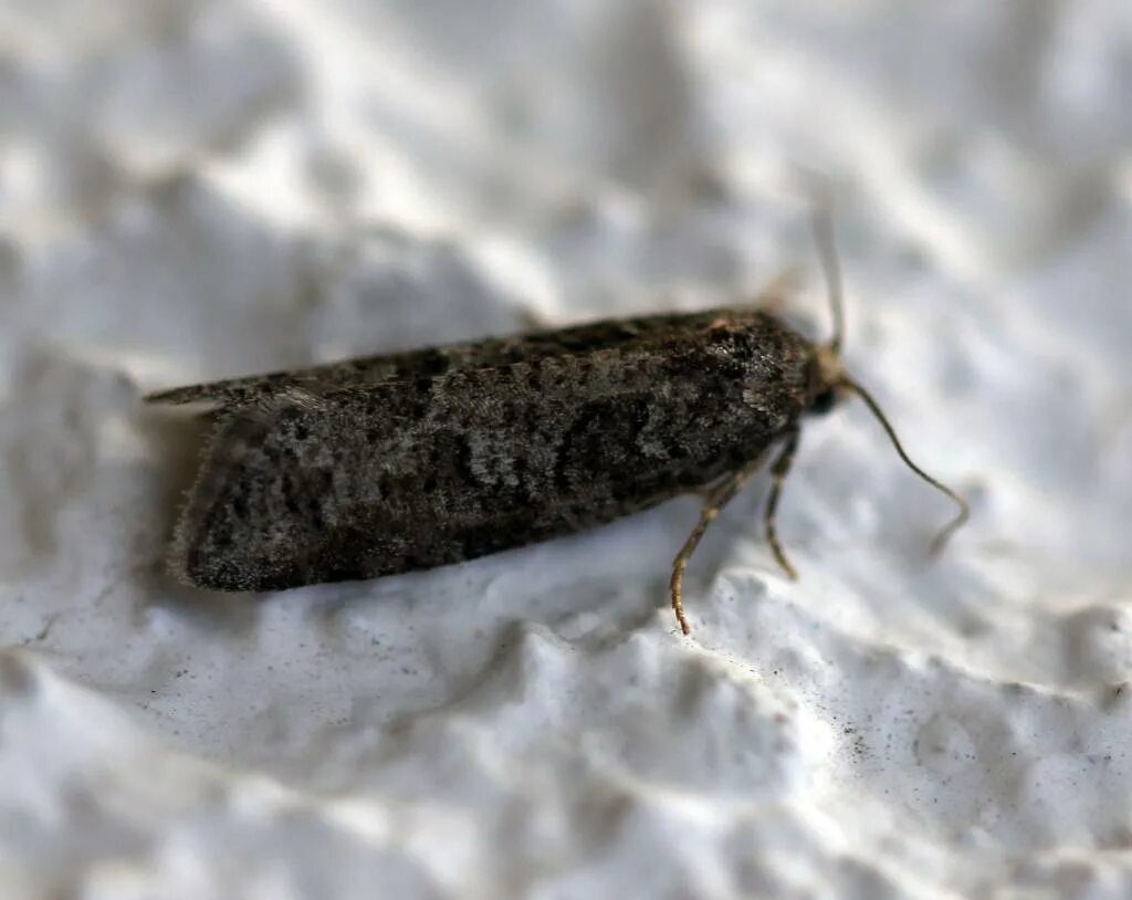 Уличная моль. Полевая моль. Моль фото. Моль платяная насекомое. Платяная моль (tineola bisselliella).