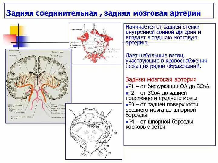 Среднемозговая артерия сегменты. Задняя мозговая артерия анатомия сегменты. Ветви задней мозговой артерии. Сегмент р1 левой задней мозговой артерии. Мозговые артерии головного мозга
