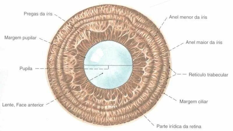 Строение глаза радужка оболочка. Строение Радужки анатомия. Радужная оболочка Анатомическое строение. Строение глаза зрачок радужка. Зрачок какая структура