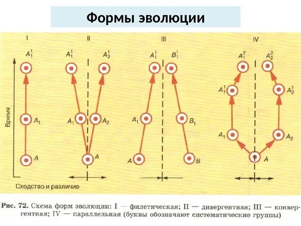 Филетическая Эволюция схема. Формы направленной эволюции. Филетическая форма филогенеза. Дивергентная форма эволюции.