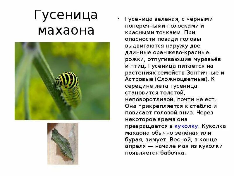 Гусеница совки агриппины. Личинка бабочки адмирал. Сообщение о гусенице махаона. Краснокнижные гусеницы. Бабочка аполлон гусеница.