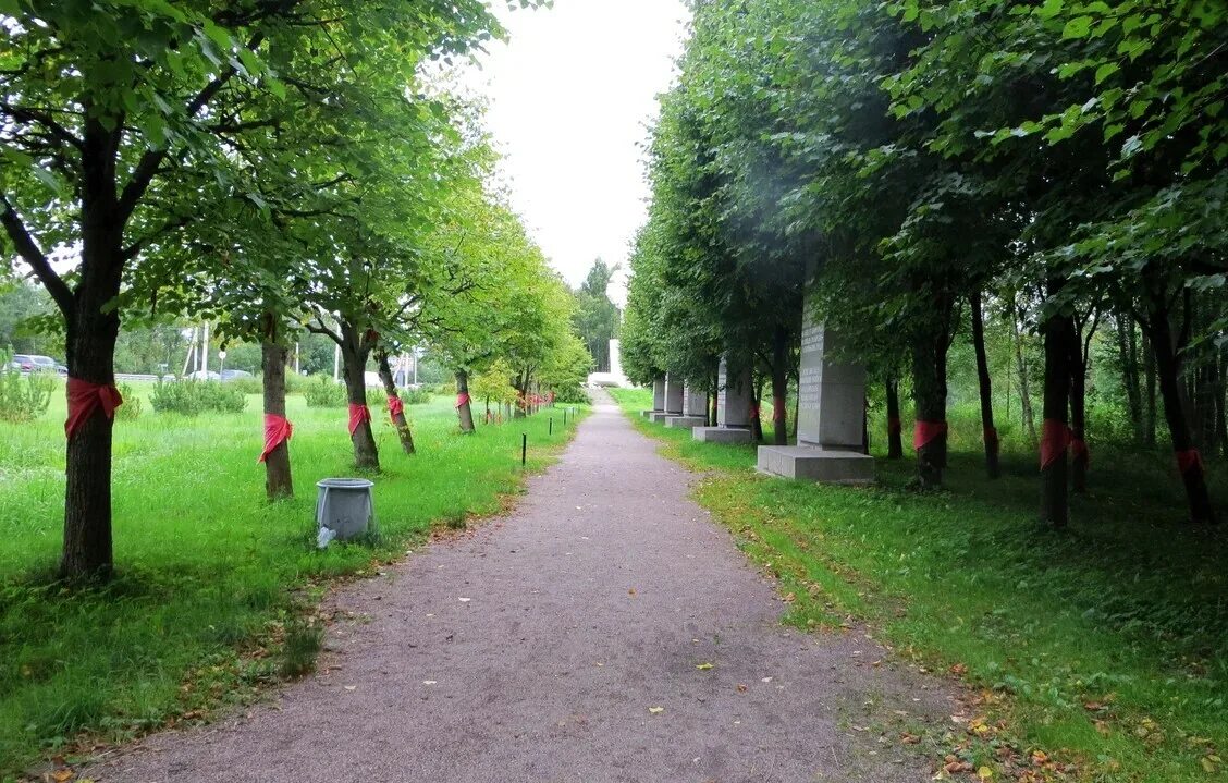 роща 900 берез. березовая роща всеволожск. жк березовая роща кудрово европейский 21. аллея берез в ленинграде. аллея дружбы ленинград.