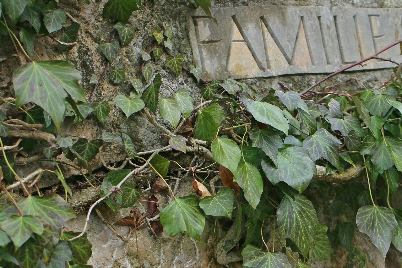 Плющ колхидский. Плющ вечнозеленый (Hedera).. Плющ Пастухова. Плющ на Камне. Старый плющ