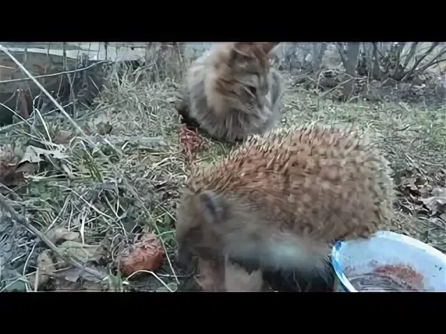 Бесстрашный еж