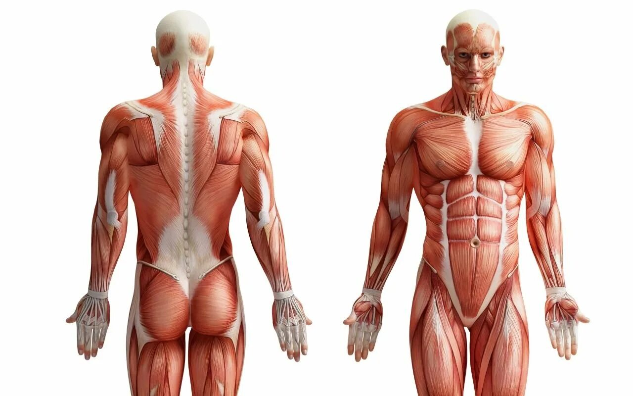 Мышцы орган человека. Anatomy мышцы туловища. Хиджама точки по Сунне атлас. Скелет человека сзади с мышцами. Точки хиджама атлас точек.