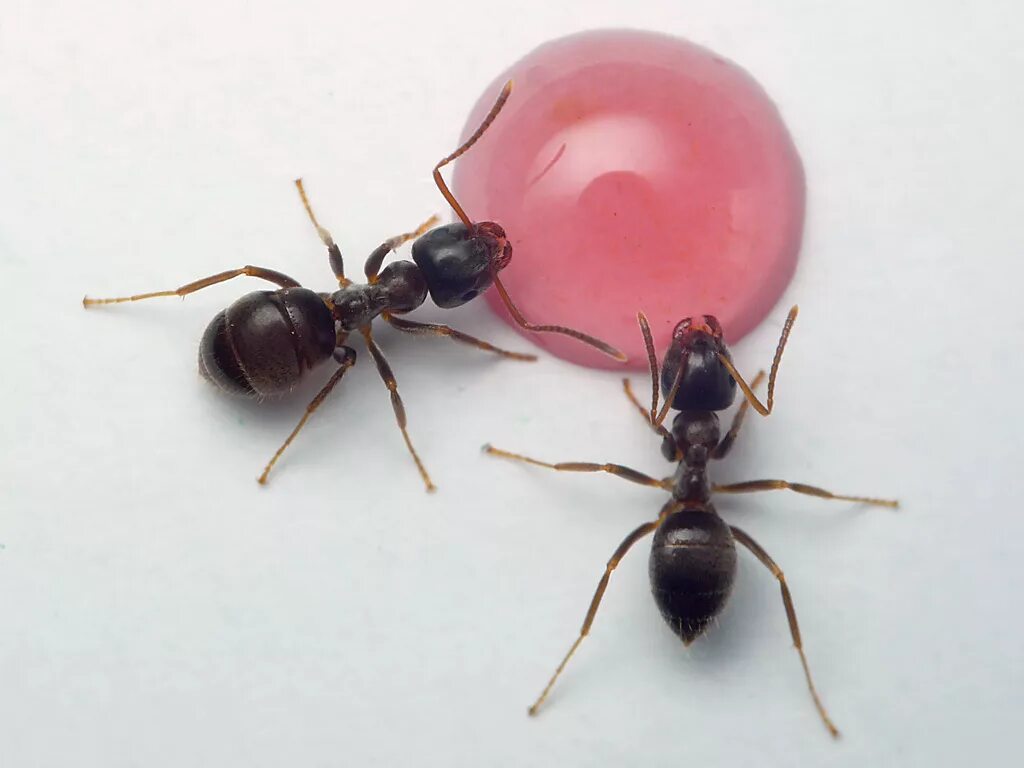 Муравьи лазиус нигер. Lasius neglectus и lasius niger. Матка садового муравья. Королева lasius niger. Муравьиная матка лазиус нигер.