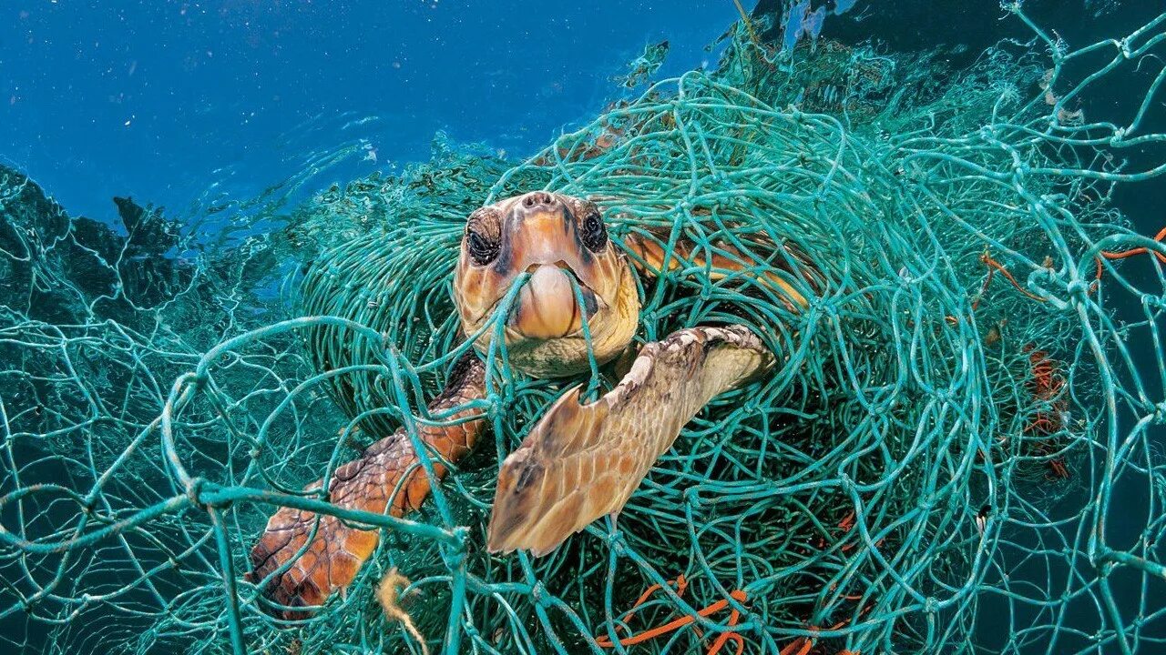 Пластиковое загрязнение воды. Проблемы черепах. Морские черепахи и пластик. Морские животные запутавшиеся в мусоре. Проблемы черепах.