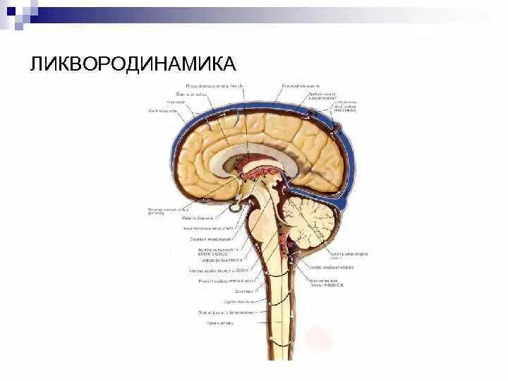 Циркуляция ликвора в головном мозге. Ликвородинамика Неттер. Ликворная система головного мозга анатомия. Ликворная система головного мозга схема. Ликворные изменения мозга