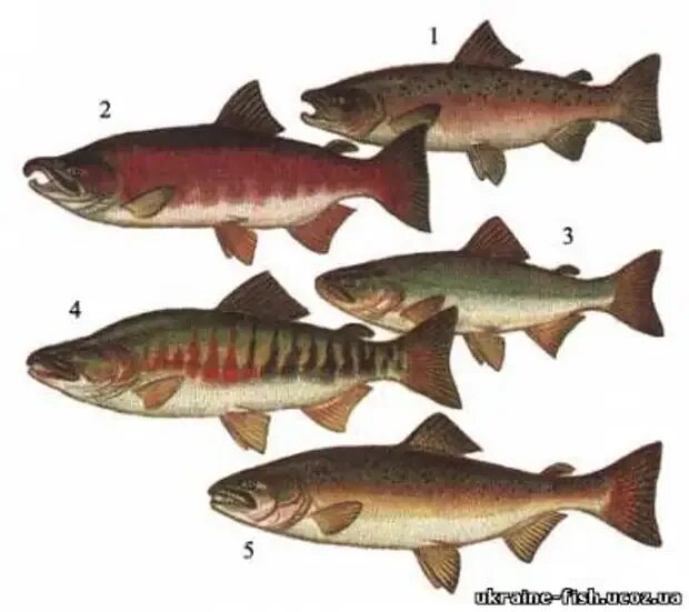 Рыба горбуша самка и самец. Кижуч (oncorhynchus kisutch). кета рыба самка и самец. кижуч самка и самец. рыбы дальнего востока.