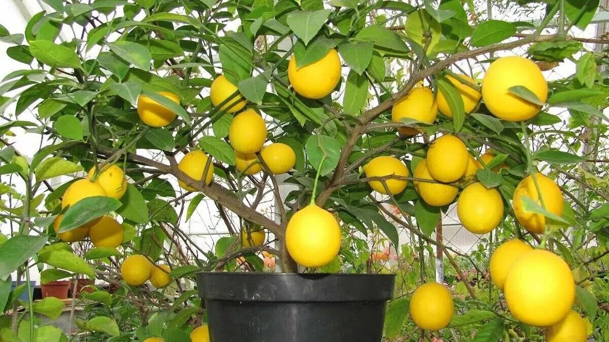 Сколько домашний лимон. Цитрус лимон Мейера комнатный. Лимон Мейера листья. Цитрус (комнатное растение) лимон Мейера. Лимон Мейера ремонтантный сорт.