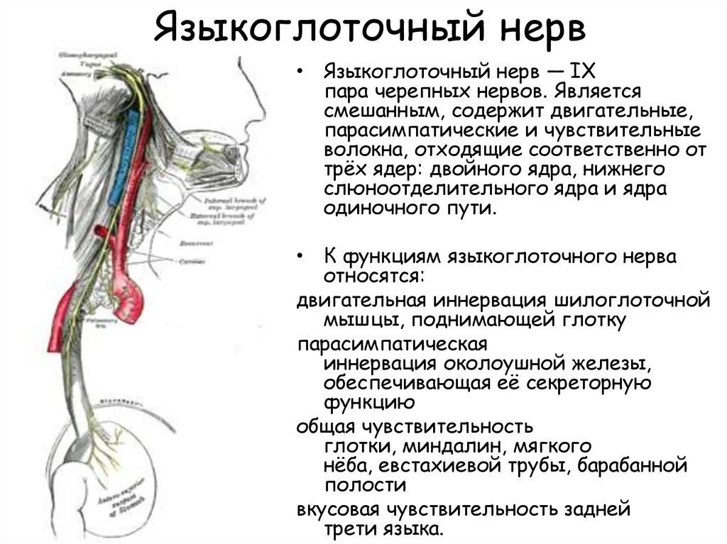 Чувствительность глотки. Зона иннервации языкоглоточного нерва. Иннервация языкоглоточного нерва схема. Языкоглоточный нерв двигательные волокна. Чувствительные волокна языкоглоточного нерва.