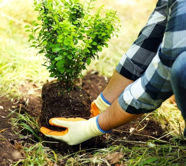 Хочу посадить деревья. Посадка деревьев. Высадка деревьев и кустарников. Компенсационное Озеленение. Высаживание деревьев.